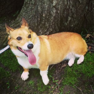 Sorry for the lack of pictures in this part of the post. Here is a picture of my dog, Ruby to compensate you!