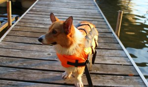 Ruby the Adventure Corgi