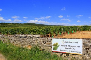 The Bâtard-Montrachet Grand Cru plot